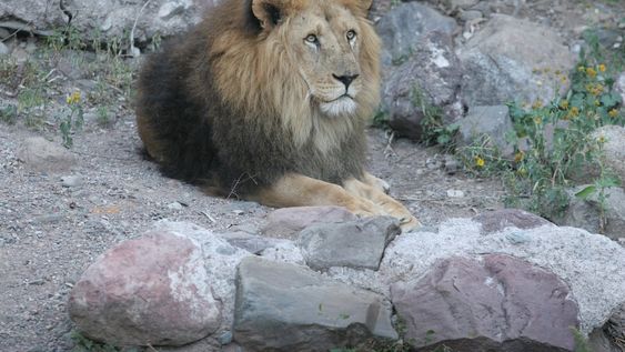 Un león le arrancó un brazo cuando era niño y, de adulto, fue condenado por un terrible hecho