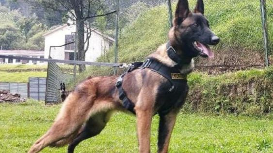 Wilson, el pastor belga malionis que desapareció mientras colaboraba con el rescate de los niños colombianos. Foto: Fuerzas Militares de Colombia