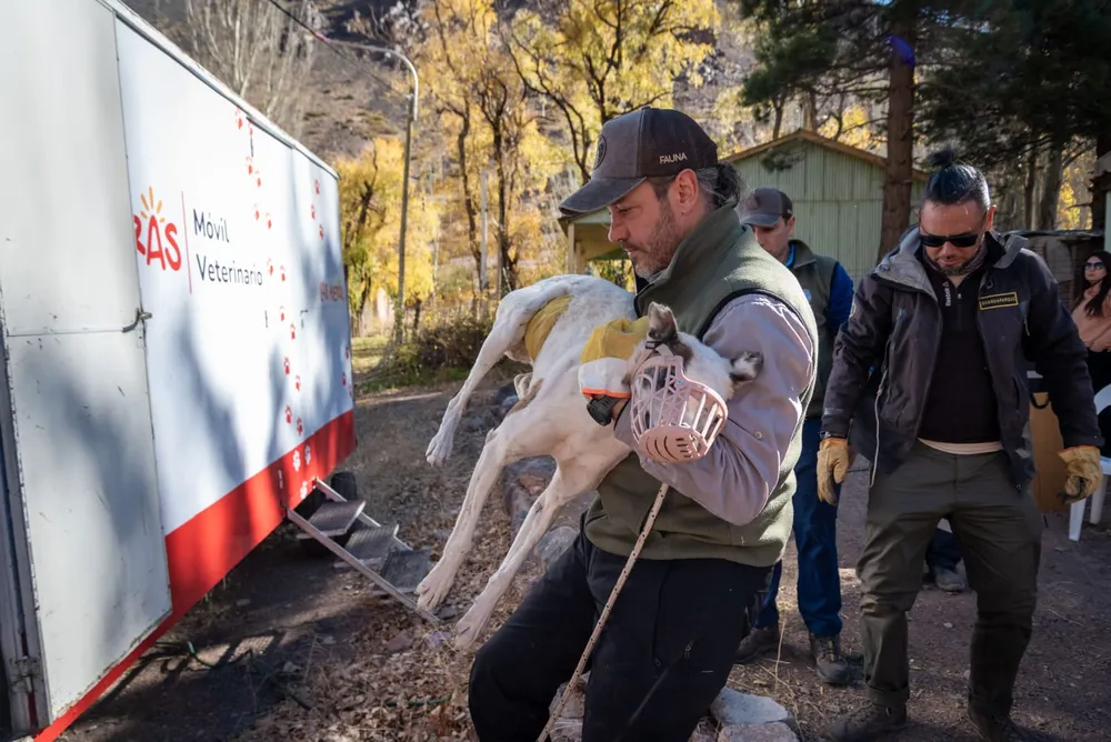 No pueden cruzar a Chile con sus perros y los abandonan: triste realidad que pone en riesgo a la fauna protegida. Foto: Gobierno de Mendoza
