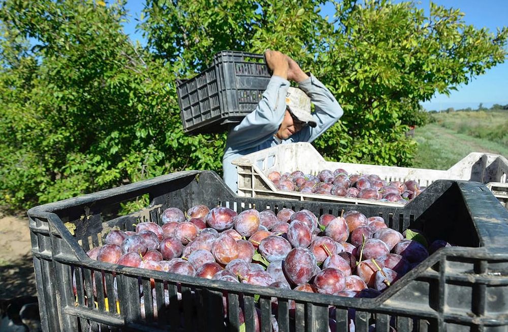 El sector ciruelero local mira con preocupación la eliminación de un arancel preferencial para países en vías de desarrollo. / Foto: Patricio Caneo / Los Andes