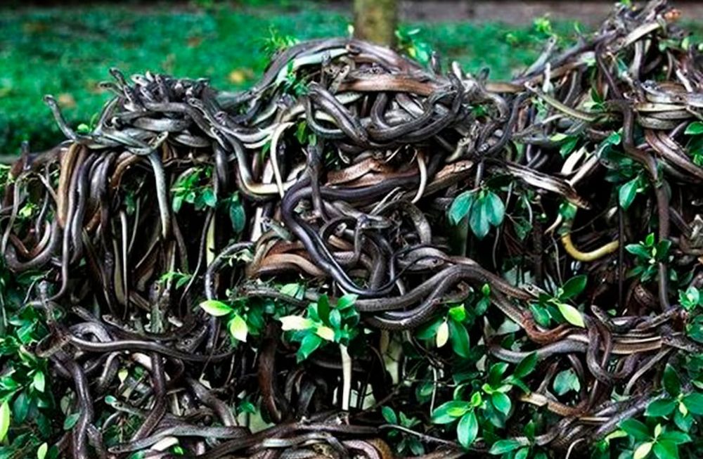 Ilha da Queimada Grande, Isla de las Cobras, Brasil. Foto: Perfil