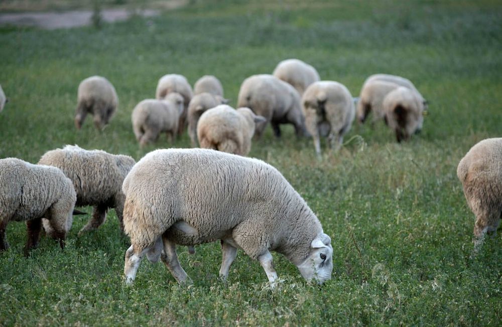 La superpoblación de una especie amenaza contra la producción ovina en la Patagonia, Archivo