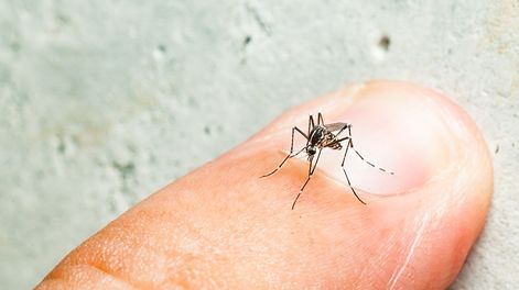 Los Andes | No se trata del tipo de sangre la ciencia descubre cómo los mosquitos deciden atacar a sus víctimas (3)