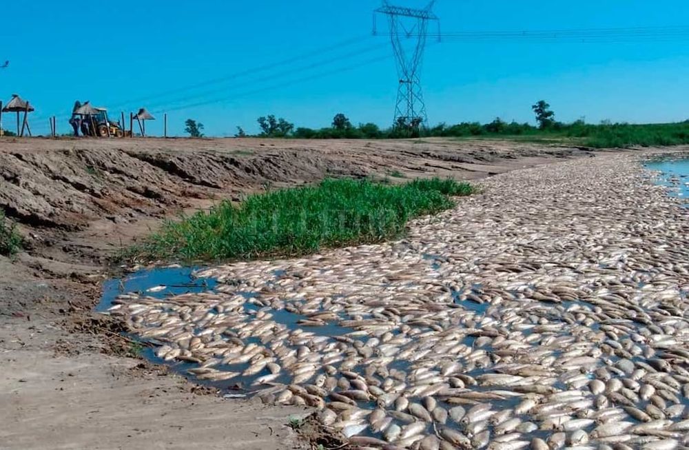 Las fotos publicadas en las redes muestran a miles de peces flotando sin vida en las aguas de las localidades santafecinas de Esperanza, Recreo y Santo Tomé,