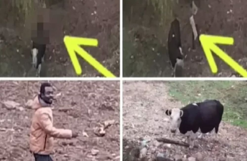 Acusaron a un hombre de abusar de una vaca en Chile (Gentileza / Biobío)