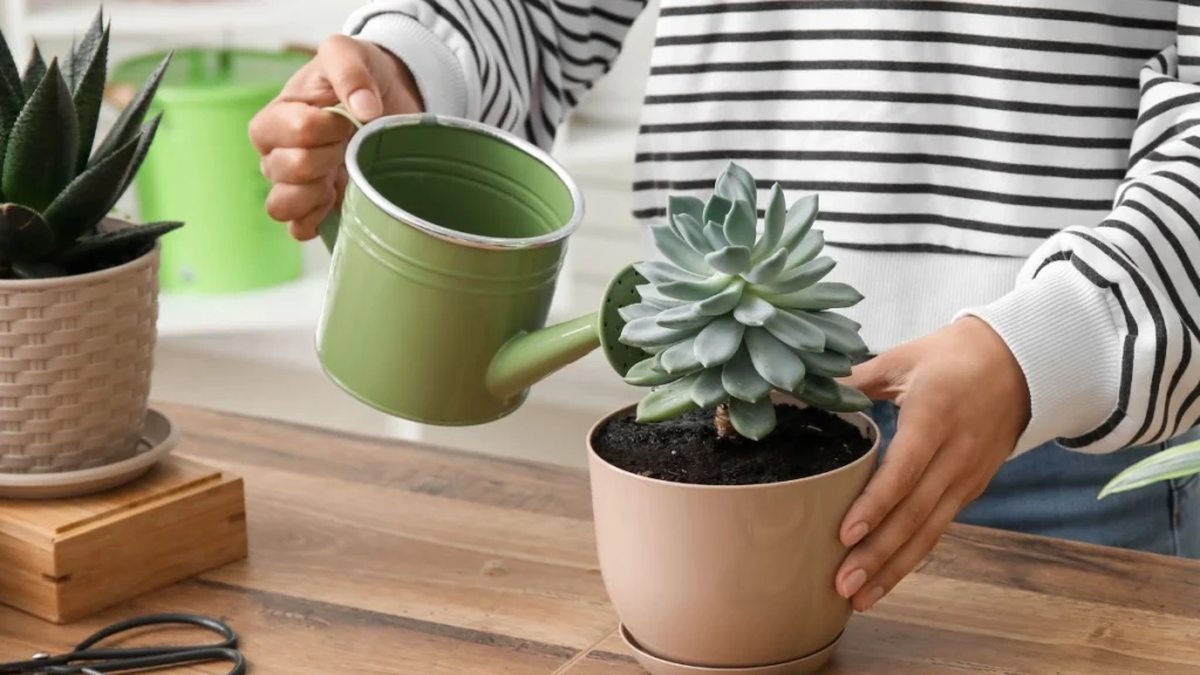 Cada cuánto se deben regar las suculentas y cuáles son los métodos de riego para estas plantas
