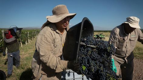 Los trabajadores del sector vitivinícola buscan igualar su salario con la Canasta Básica Total.  Foto: Ignacio Blanco / Los Andes