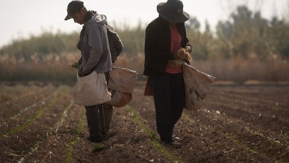 Los ingresos de las zonas rurales acortaron cuatro puntos de distancia con los sueldos urbanos.Alex junto a su hermana Rocío plantando cebolla en la chacra.El 15 de abril, el dueño de una finca en Rodeo del Medio (Maipú) atropelló Axel hijo del contratista Urbano Lamas, con un tractor tras un reclamo de dinero. Al parecer, el propietario les adeudaba cinco meses de salario e intentó sacarlos por la fuerza. La comunidad boliviana reclamó por las condiciones laborales, desde otros productores hasta el mismo consulado. Finalmente, el propietario fue imputado por amenazas y lesiones leves.  Foto: Ignacio Blanco / Los Andes