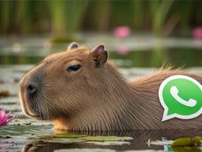 Modo capibara en WhatsApp.
