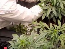 Ahora los cultivadores se convertirán en mano de obra avalada por la UNCuyo. Foto: Gentileza de Maximiliano Paniccia.