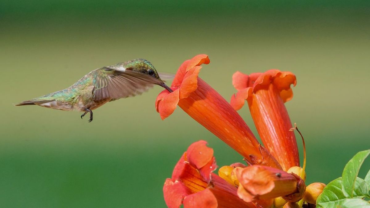 La flor colorida que atrae mariposas y pájaros: se multiplica sola por sus semillas cuando caen al piso