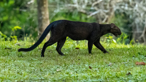 Así es el Gato nutria, el extraño felino que apareció en una casa: sus hábitos y dónde habita. Foto: gentileza Mongabay
