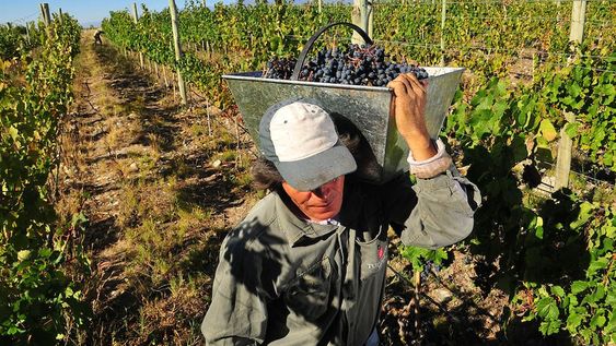La autora asegura que es necesario trabajar para que todos los eslabones de la cadena tengan una rentabilidad acorde. Cree que, todos los años, más productores son perjudicados por estos valores. / Foto: Claudio Gutierrez / Los Andes