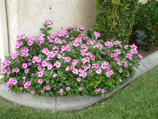 En el jardín, las plantas y la jardinería se unen con esta flor resistente.