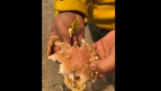 En un video viral Brigadistas que combaten los incendios en Bariloche denunciaron que reciben comida en mal estado. / Foto: Gentileza