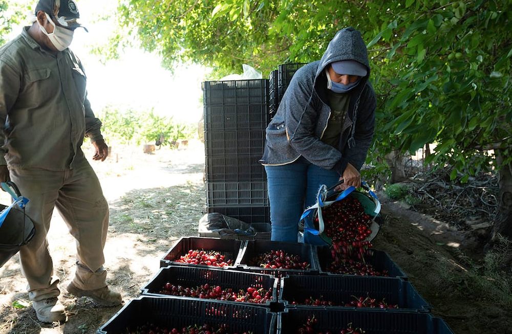 Los participantes del encuentro podrán conocer cómo producir variedades tempranas de cereza y cómo cuidar el cultivo. Foto: Ignacio Blanco / Los Andes