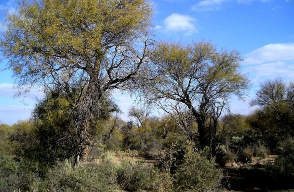 Ley de Bosques: el desafío del desarrollo sustentable - Por Diego Moreno