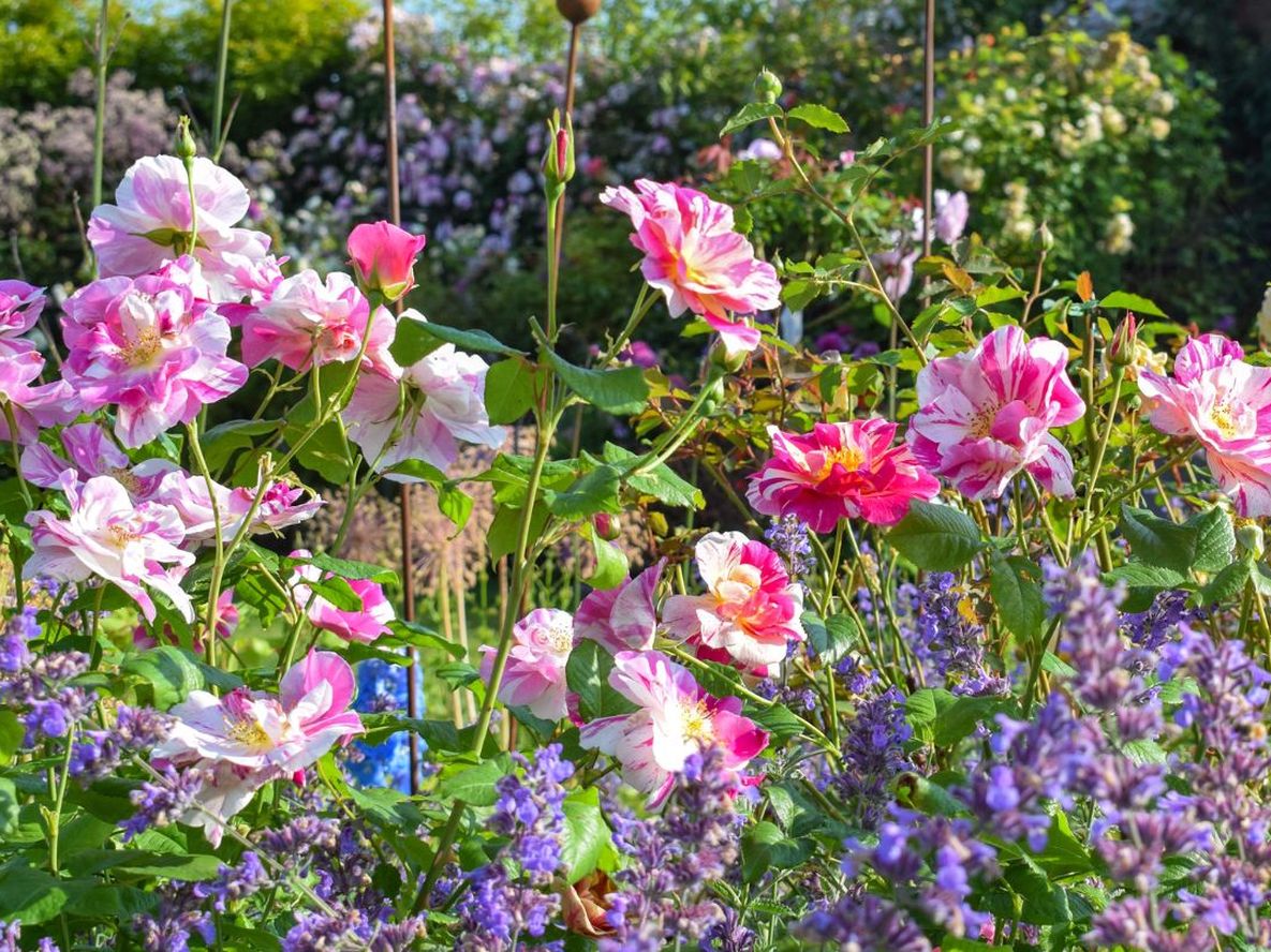 Esta planta crea un muro floral que embellece las cercanías del jardín todo el verano sin esfuerzo.