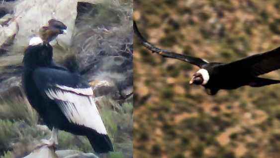 La tierna historia y fotos de una familia de cóndores en Mendoza que quedó registrada en el nuevo censo. Foto: Gentileza Departamento de Fauna Silvestre Mendoza