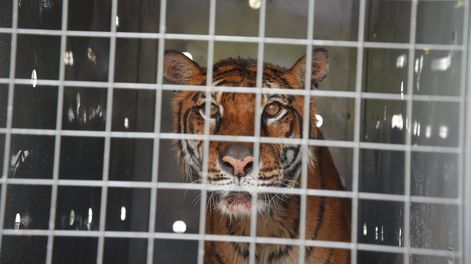 Los Andes | Lucy, la ejemplar de tigre de Bengala del ex Zoo de Mendoza, está más cerca de concretar su viaje a The WildCat Sanctuary, en Minnesota, Estados Unidos. Foto: Gobierno de Mendoza
