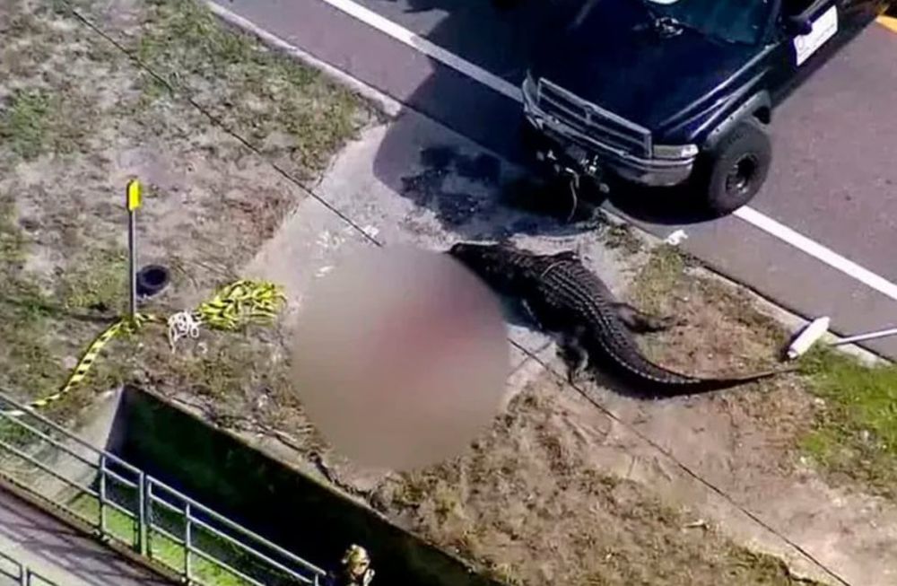 El reptil fue visto por un vecino de la zona y las autoridades informaron que se trataban de restos de un adulto no identificado. Gentileza: El Español.