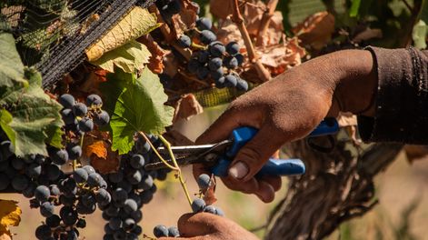 Comenzó la cosecha, pero aún hay hermetismo con respecto al precio
