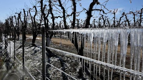 Los Andes | Durante los próximos días se esperan heladas para las primeras horas de la mañana en los oasis mendocinos. Foto: Claudio Gutierrez  Los Andes