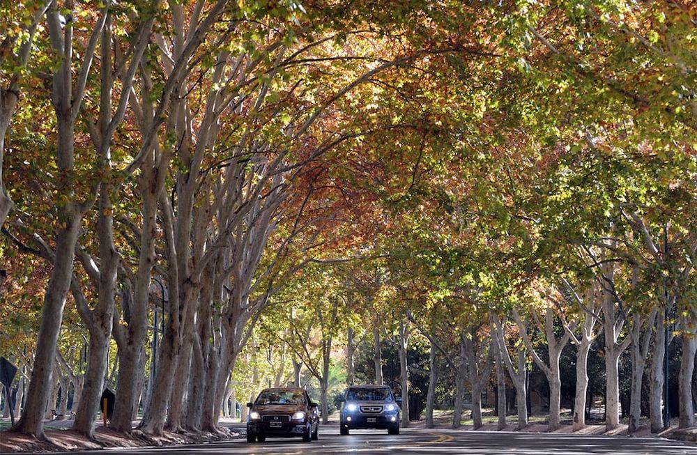 Arbolado público en Mendoza