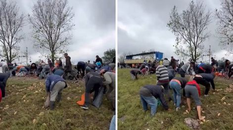 Un camión cargado con papas volcó en Tucumán y los vecinos arrasaron con la carga.