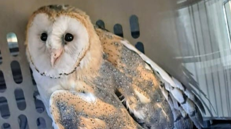 Tenía su casa en alquiler y, cuando fue a limpiarla, encontró a una familia de aves protegidas como intrusos. Foto: Gentileza