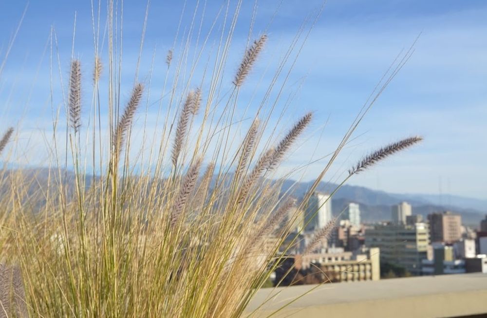 La Ciudad anuncia medidas preventivas por pronóstico de viento zonda