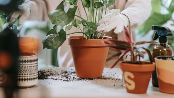 El cuidado de las plantas con el frío