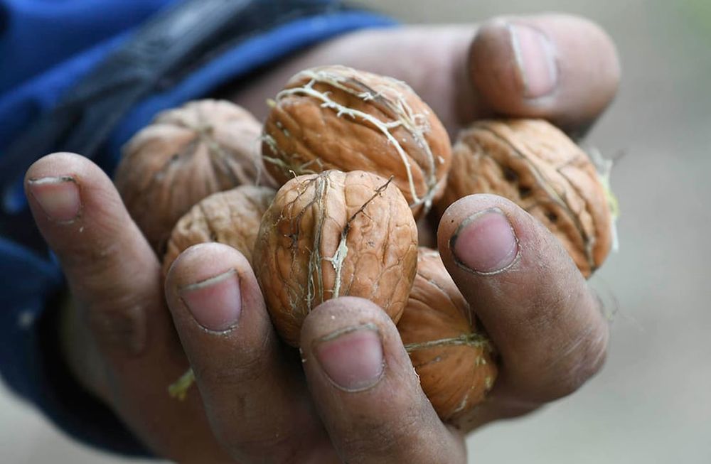 Nueces: Mendoza se impone con un “superalimento” a pesar de las contingencias climáticas / Foto: Claudio Gutierrez -  Los Andes
