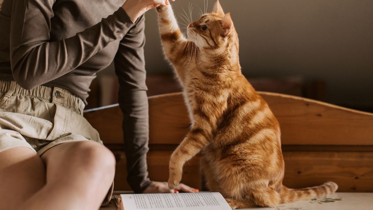 Tu gato siente lo que vos no ves? Así se explica el mito de la protección  felina