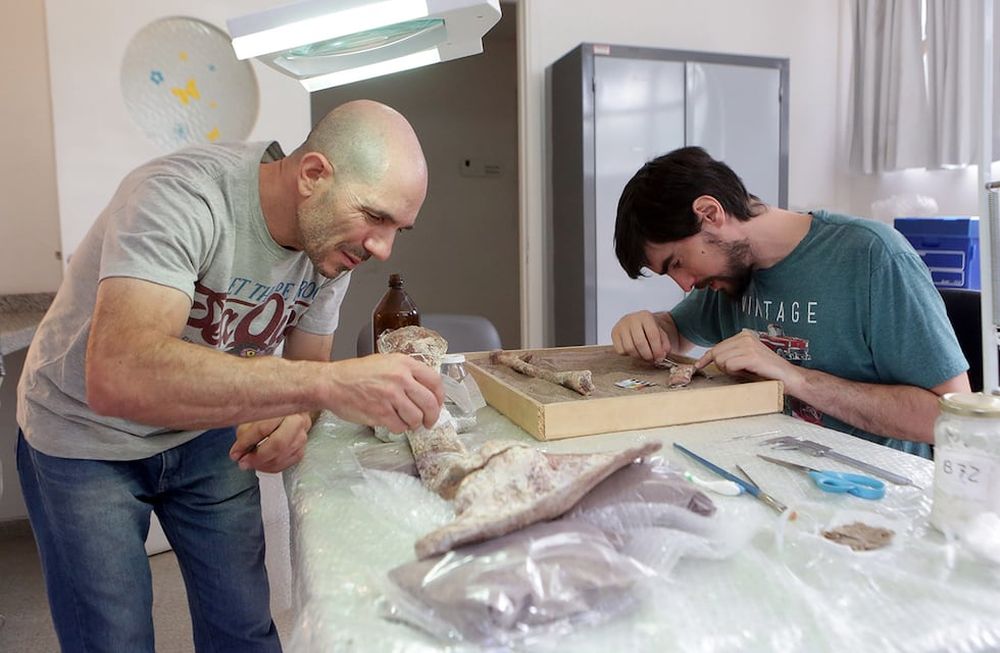 Restauración de un ejemplar de Aerosteon riocoloradensis en el museo Cornelio Moyano. Es el único dinosaurio carnívoro hallado en la provincia. | Foto: Los Andes