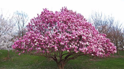 Este árbol es un compañero ideal para disfrutar del aire libre durante los días más cálidos, ofreciendo sombra estable y un entorno armónico.