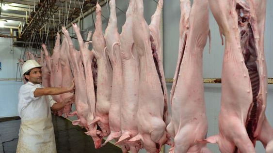 Rivadavia: asaltan un matadero y se llevan más de 300 cerdos