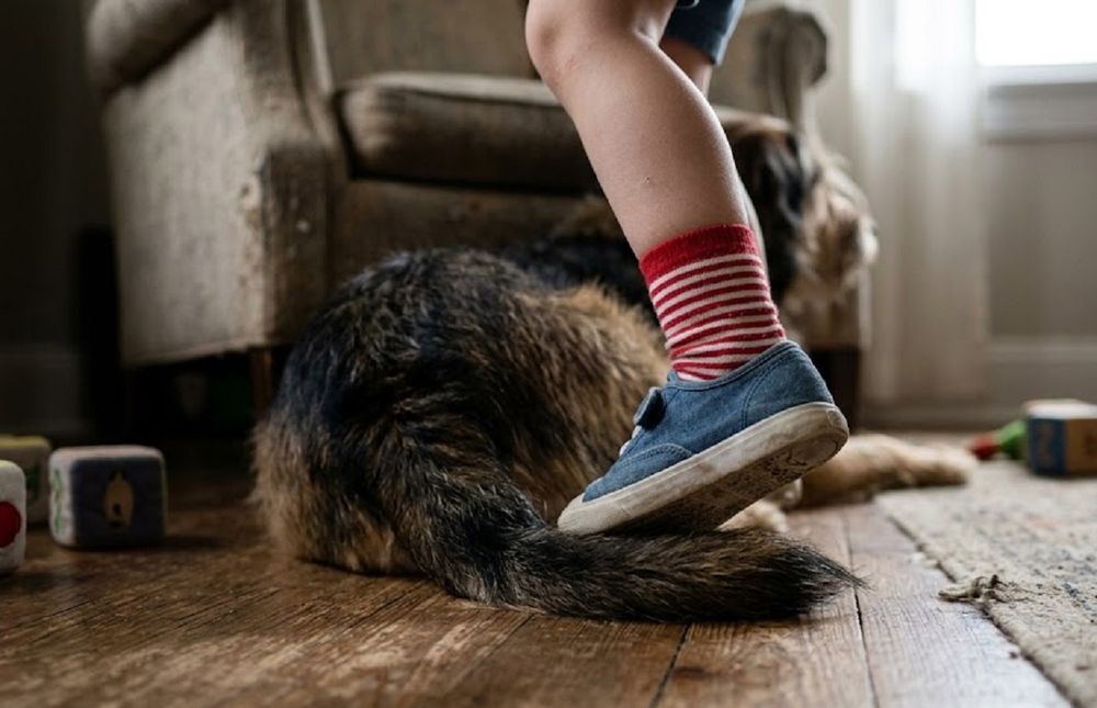 El nene habría pisado la cola del perro viejo, desencadenando el ataque
