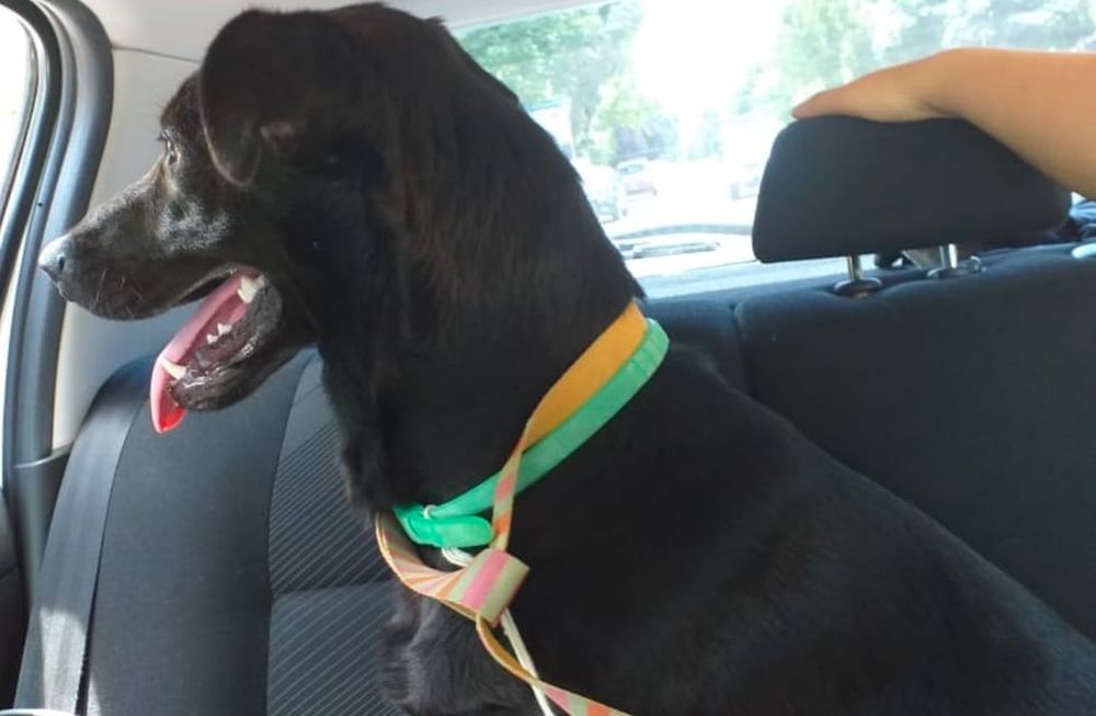 Felipe, el perro que fue atado a un auto y arrastrado en Tunuyán, fue llevado a un refugio.