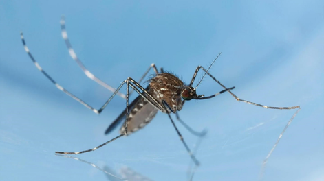 El truco con café crea una barrera natural que evita mosquitos dentro del hogar.