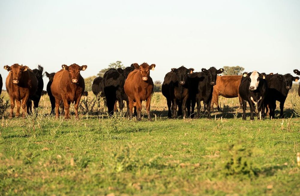 La Universidad Austral salió a comunicar la incertidumbre que tiene el campo con la reciente elección del presidente electo Javier Milei.