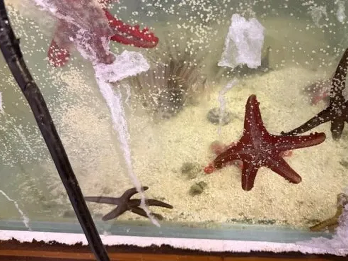Se identificaron 102 especies distintas, de ellos cientos fueron estrellas marinas.