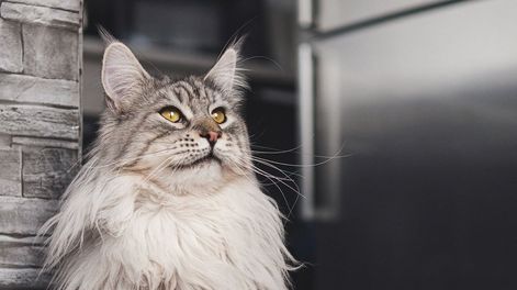Los Andes | Maine Coon, una de las tres razas que sufren en la ciudad