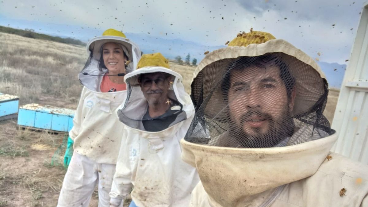 Material vivo: Temporada de producción de abejas reinas, celdas reales y núcleos