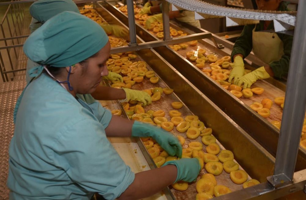Durazno. Se pronostica un total de 111.253 toneladas de cosecha sumando la  producción de más de 5.000 hectáreas, con sus picos fuertes en enero.