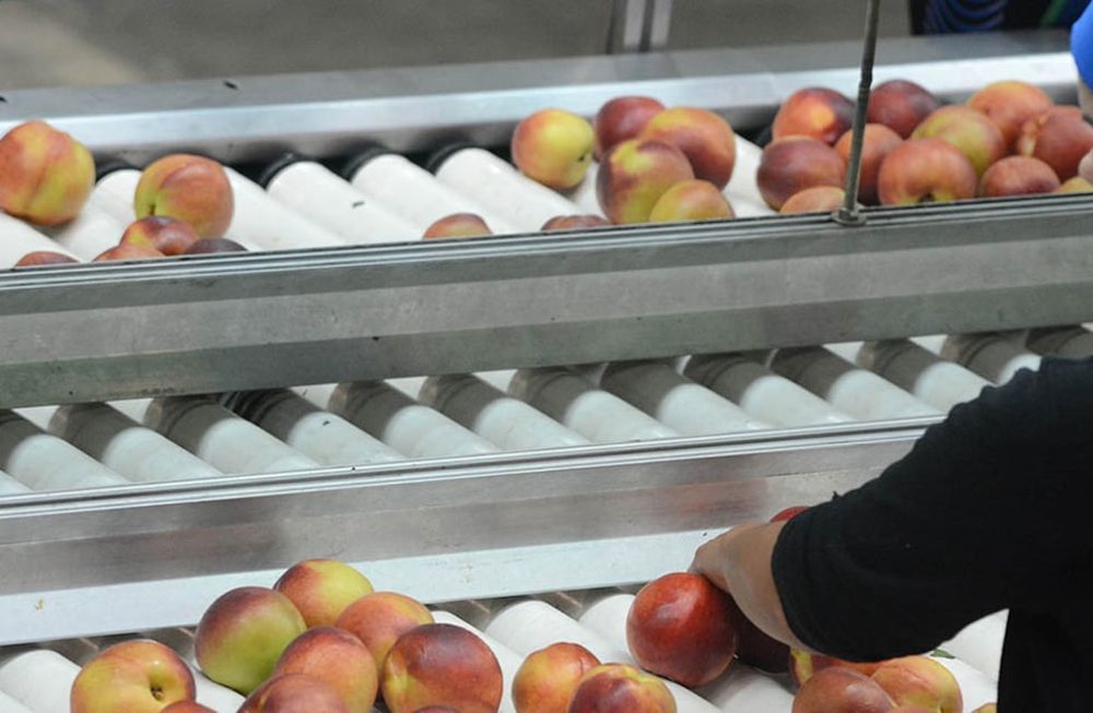 Esta Ley presenta dificultades desde su concepción al no respetar los tiempos de producción señalaron los productores / Foto Archivo / Los Andes