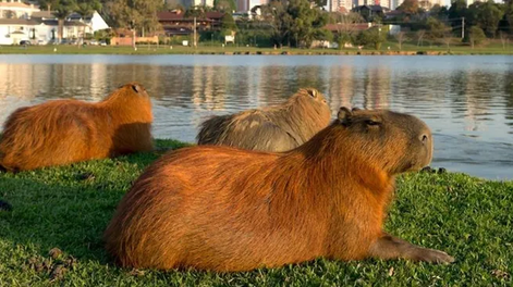 Polémica en Nordelta por un operativo para relocalizar carpinchos: denuncian que viola un amparo judicial.