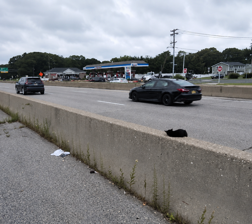 Un hombre detiene el tránsito para rescatar a una gata bebé de 8 semanas que dormía en medio de una autopista (2)