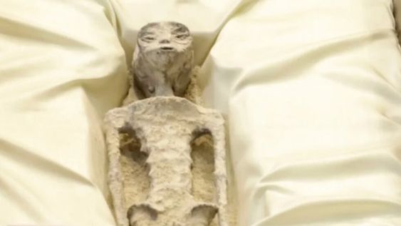 Los resultados de la radiografía mostraron objetos extraños al interior del cuerpo del presunto alien. Gentileza: Captura @RonyVernet.