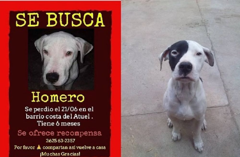 Homero: antes y después. Foto Facebook.